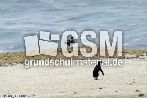 Raubmöve (Skua) (1 von 16).jpg